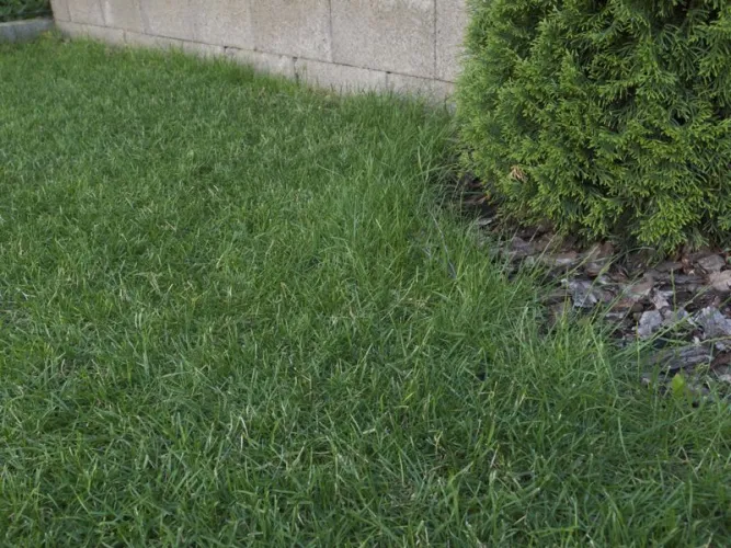 A szegélyeket még nem nyírja a robot fűnyíró